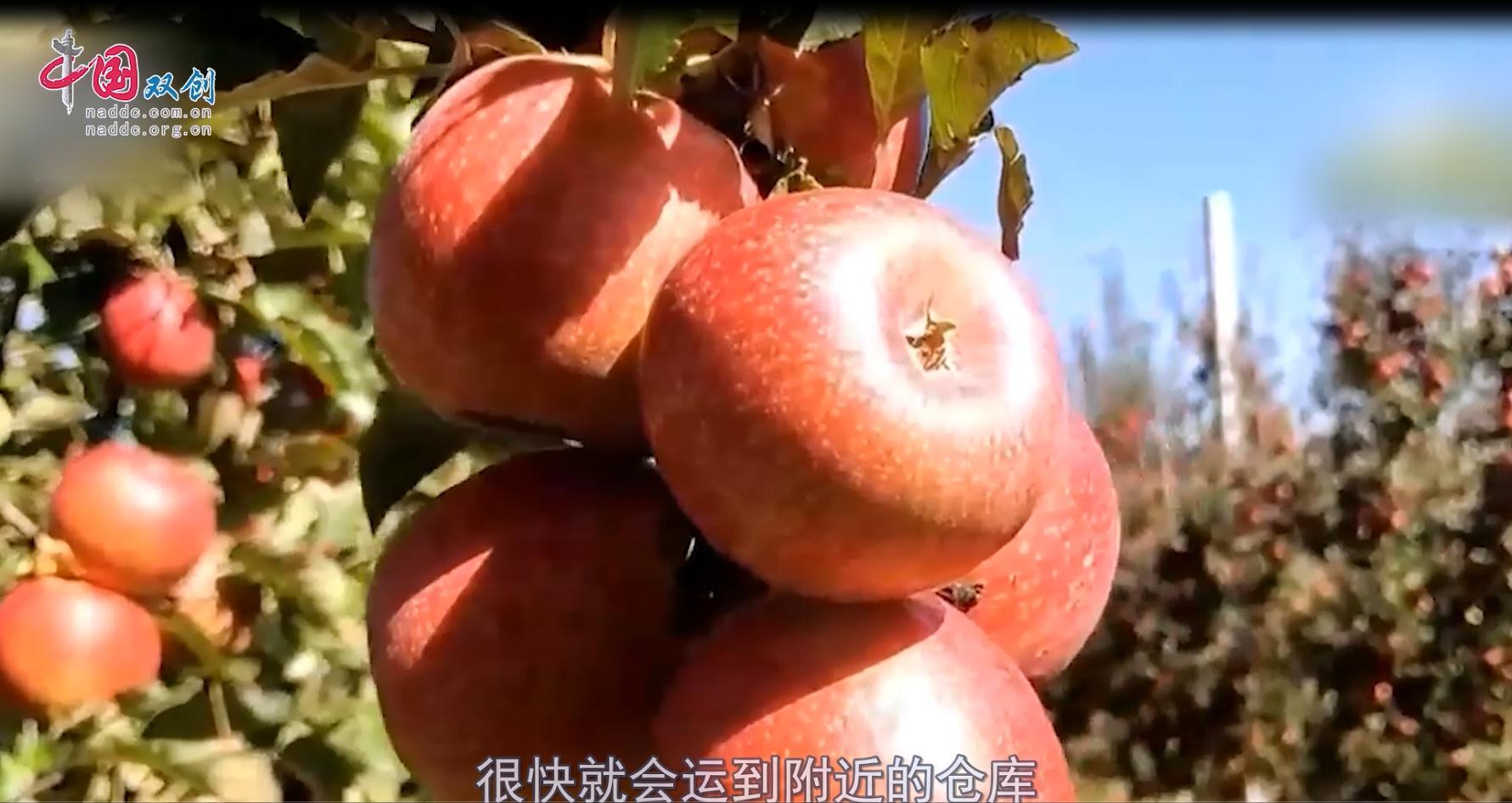 20221028第13期《创享生活惠丨品质提高销量好 贵州威宁红苹果成为村民增收“致富果”》